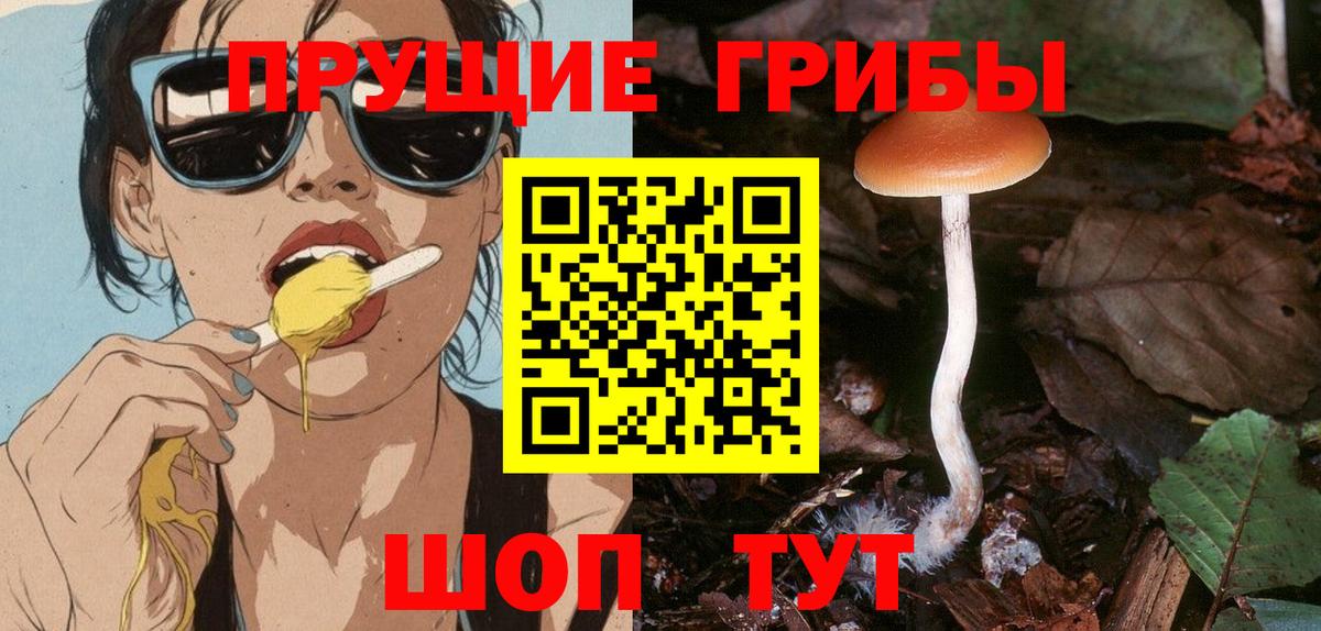 Псилоцибиновые грибы Psilocybine cubensis Новоалександровск